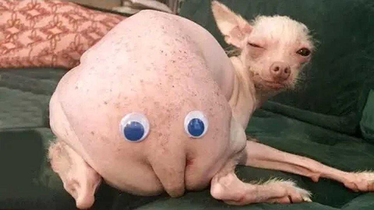 Try not to laugh🤣 Funny animals😹