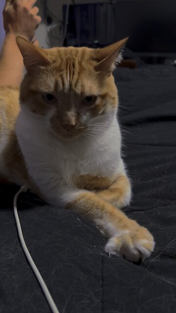 #tabby #bluetooth #kot #neko #tabbycat #orangecat #gingercat