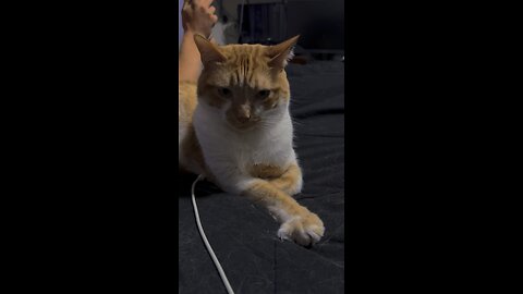 #tabby #bluetooth #kot #neko #tabbycat #orangecat #gingercat