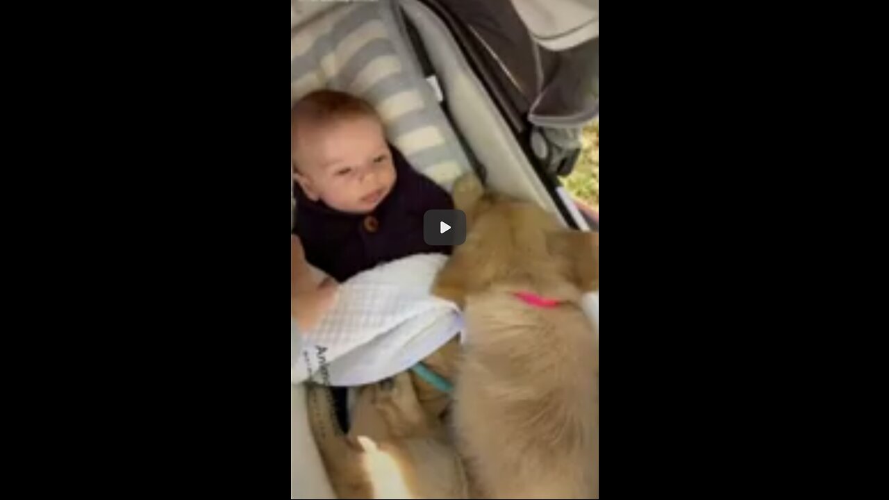 Dog and baby cute action 😍 Funny animals #Shortsvideo