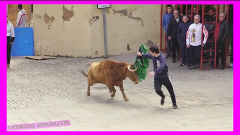AUTOL ( LA RIOJA ) MATINAL VACAS CALLE ( DOMINGO 5 FEBRERO 2023 ) GANAD.CARLOS LUMBRERAS