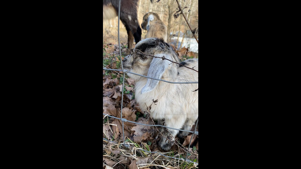 Cute baby goat