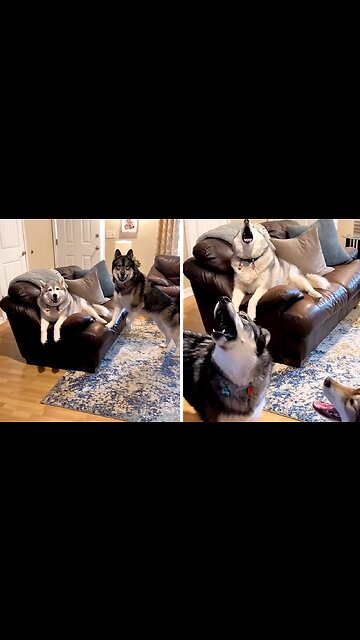 Stubborn Huskies Hilarious Rant After Being Told No