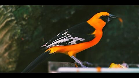 Colorful birds