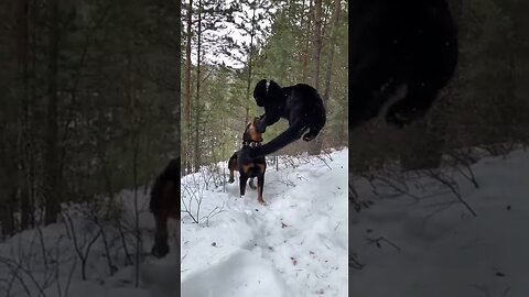 Luna & Venza