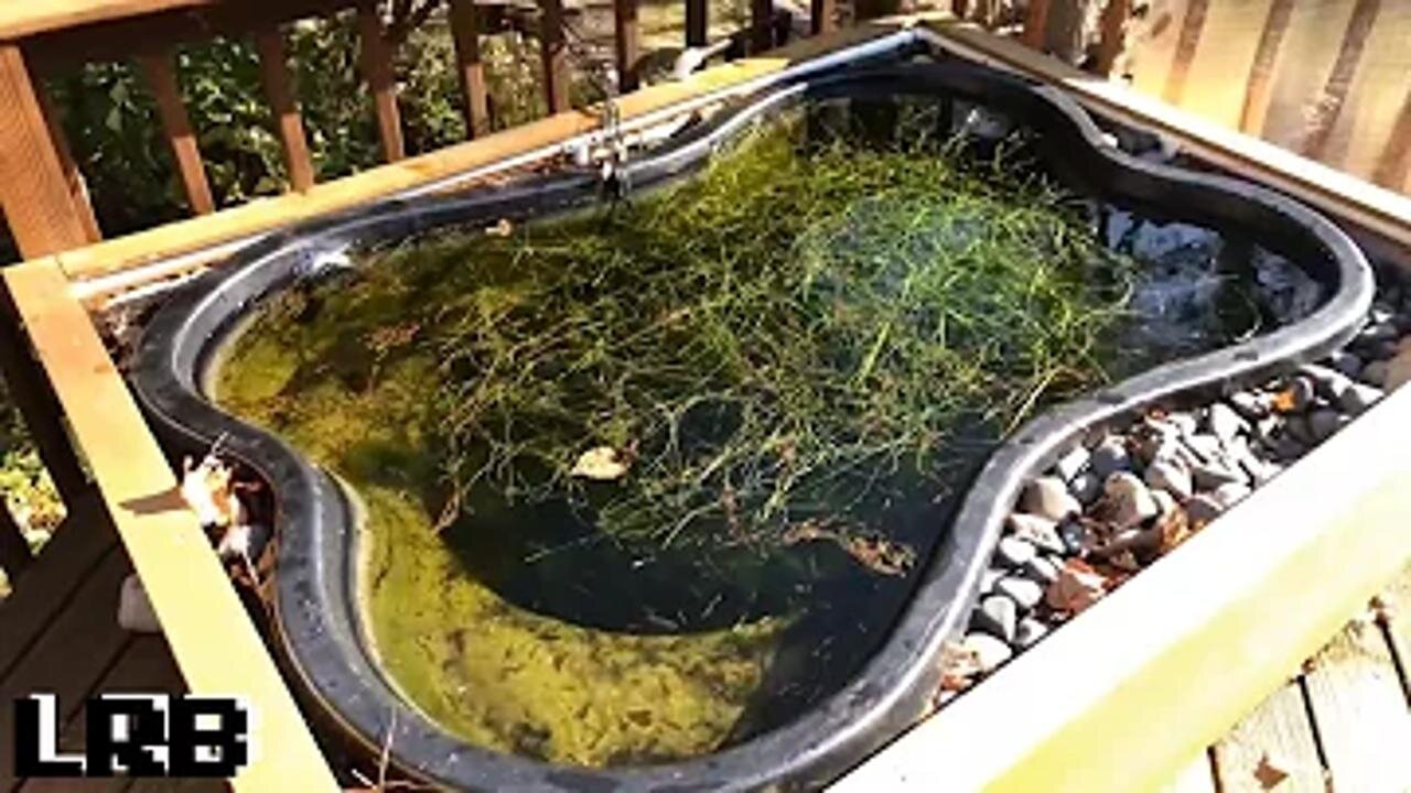 Keeping TROPICAL Aquarium Fish Outdoor Tub Ponds WARM all year round Even in WINTER