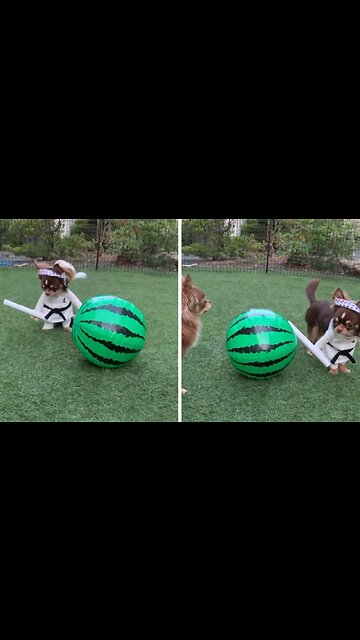 Adorable Puppy wearing karate outfit