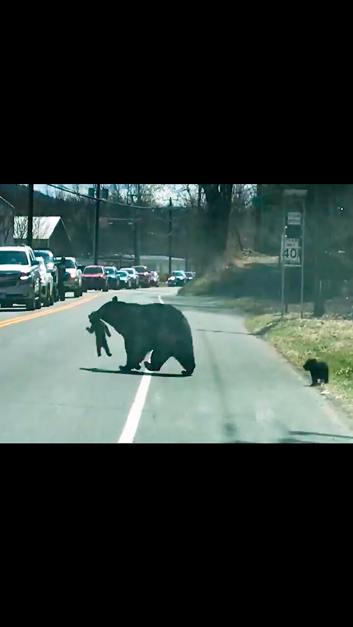 Mama Bear’s Efforts to Cross Road with Cubs - NO ONE WILL BE LEFT BEHIND