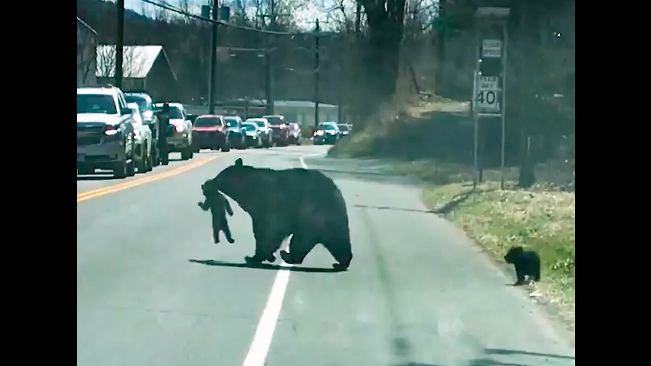 Mama Bear’s Efforts to Cross Road with Cubs - NO ONE WILL BE LEFT BEHIND