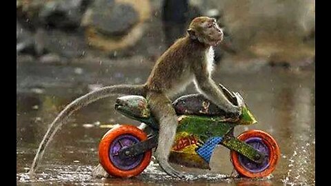 Innovative talent of little 🐒🐒monkeys just go viral