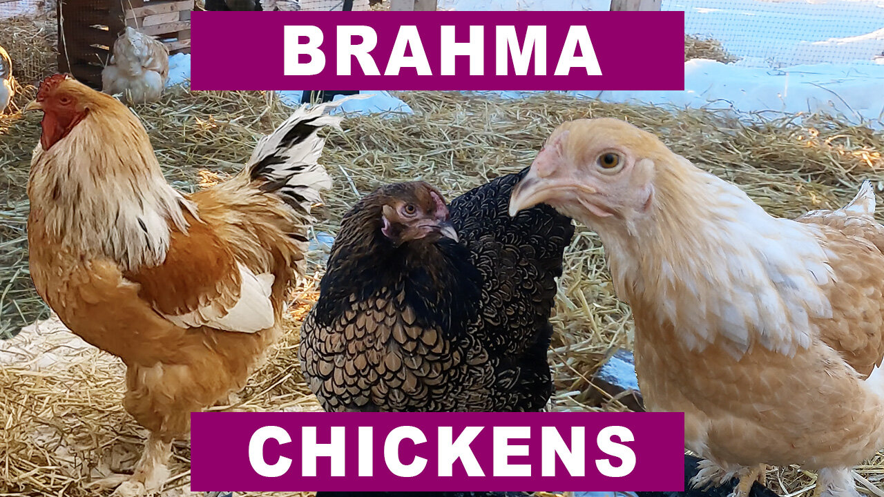 Why Brahma Chickens? Because Brahmas are awesome!