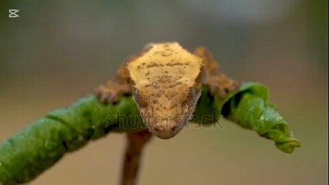 curiosidades sobre los geckos