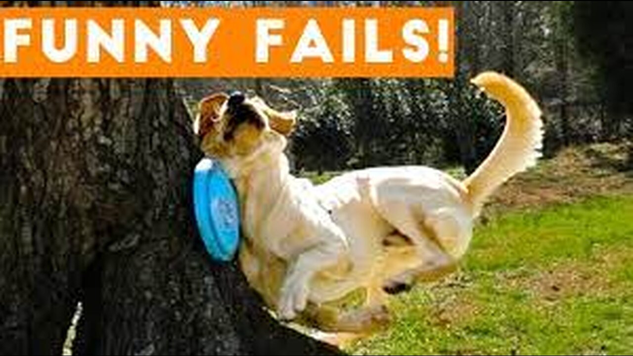 Animals Fail Compilation 1