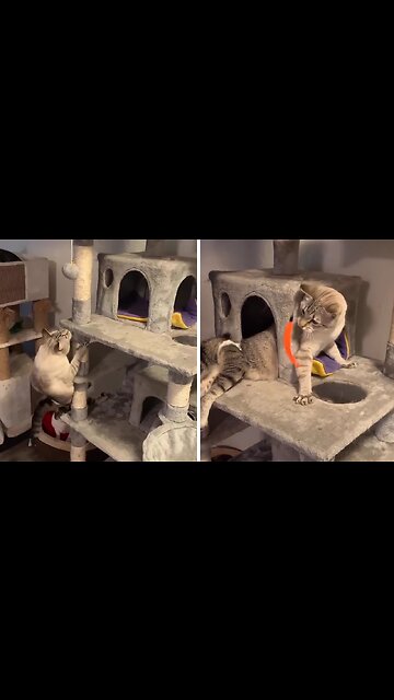 Paralyzed Kitty Successfully Climbs Cat Tower
