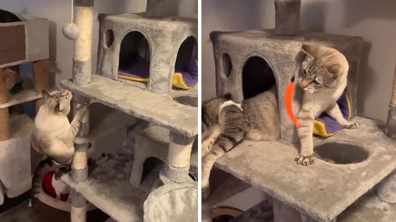 Paralyzed Kitty Successfully Climbs Cat Tower