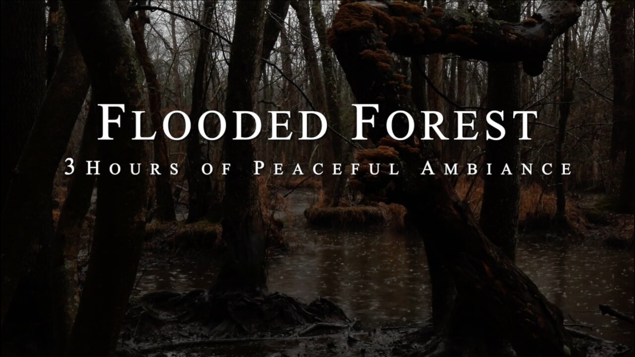 Flooded Forest | 3 Hours of Peaceful Ambient ASMR Nature Sounds | HD