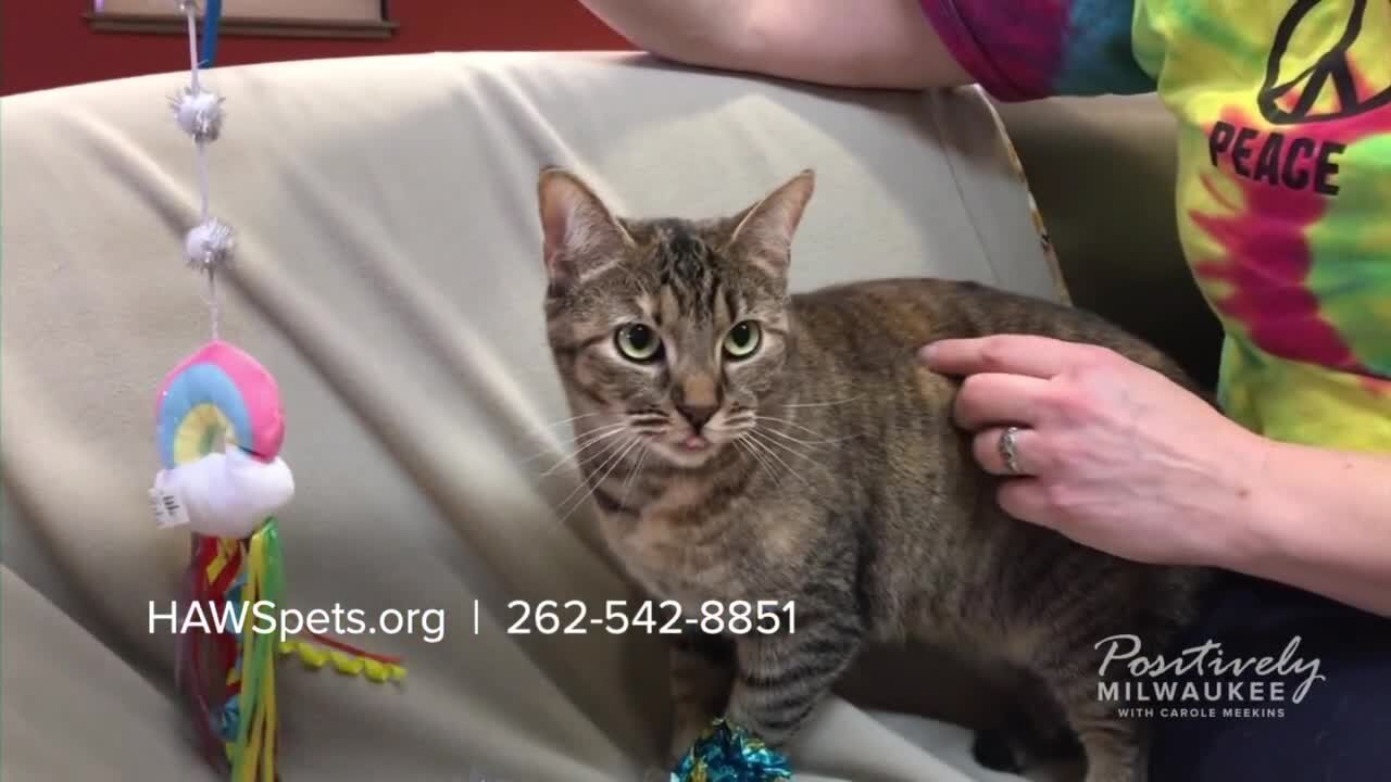 Pawsitively Milwaukee 1.30.23