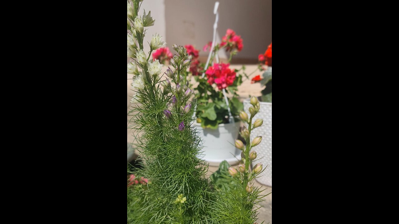 My actual garden and flowers - The Future Rich