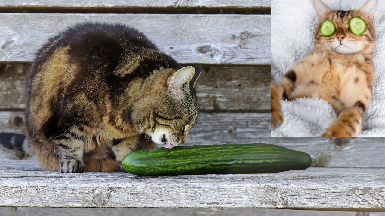 Cat Scared of Cucumber Compilation funny cat videos