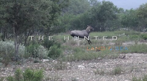 The Hunted Land and Sea - Episode #1 - The Pitch, Ranch & Nilgai