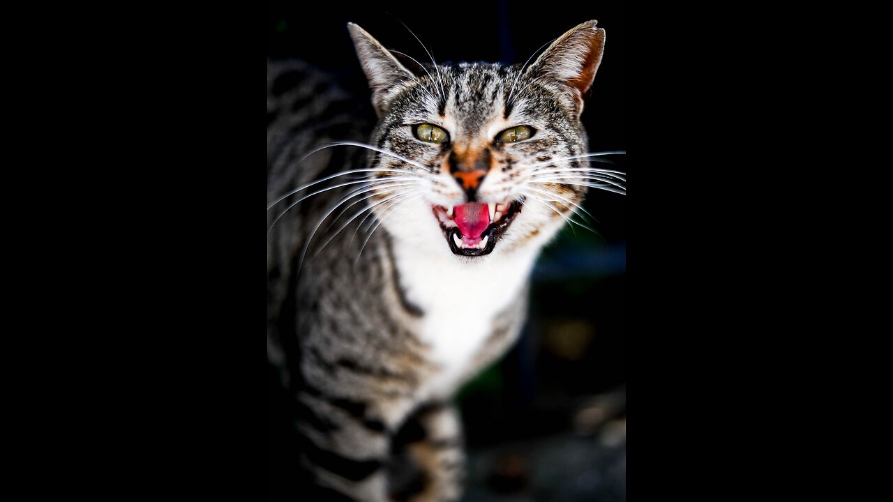 cute animal.cat pite.