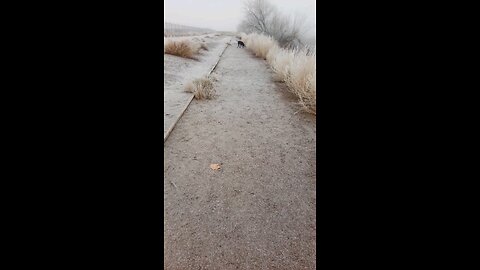 Walk at the Pond.
