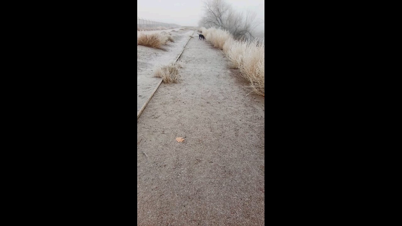 Walk at the Pond.
