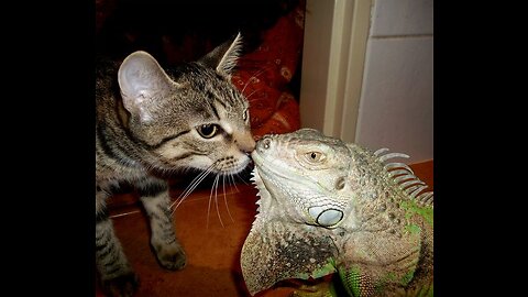 This cat is obsessed with her lizard brother