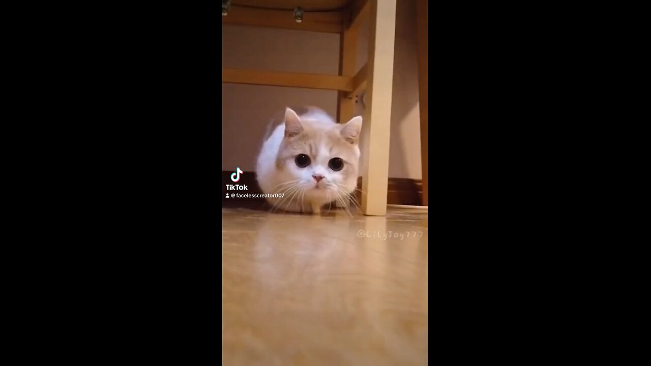 #cats #funny #animals #tiktok #USA #viral #southafrica #viralvunny