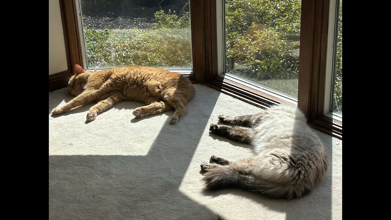Sun Worshippers Unite