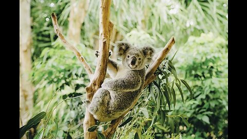 5 Fun Facts About The Koala