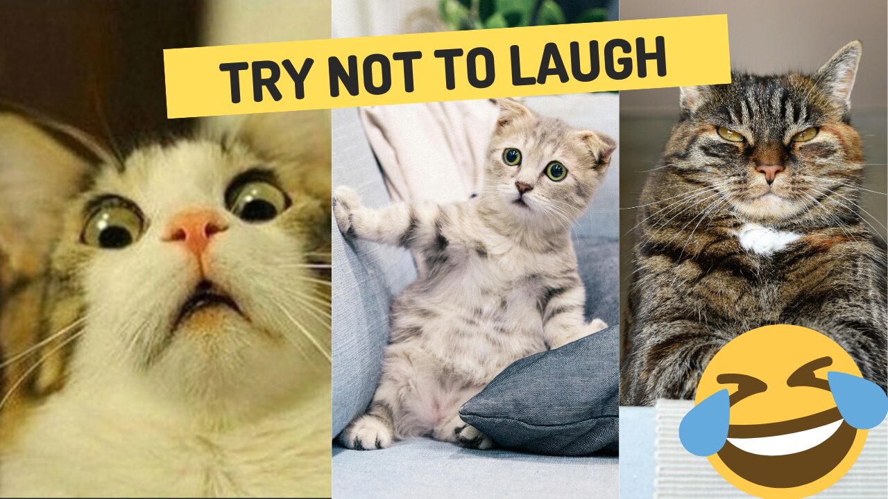 "Try Not to Laugh: Funniest Cat Fails Compilation"