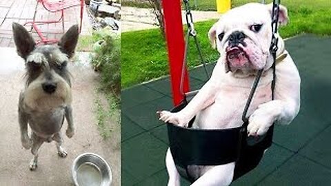 Funny Dog And Cat 😍🐶😻 Funniest Animals