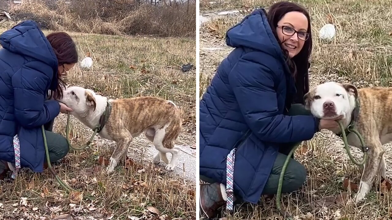 Pup Gets A Second Chance At Life