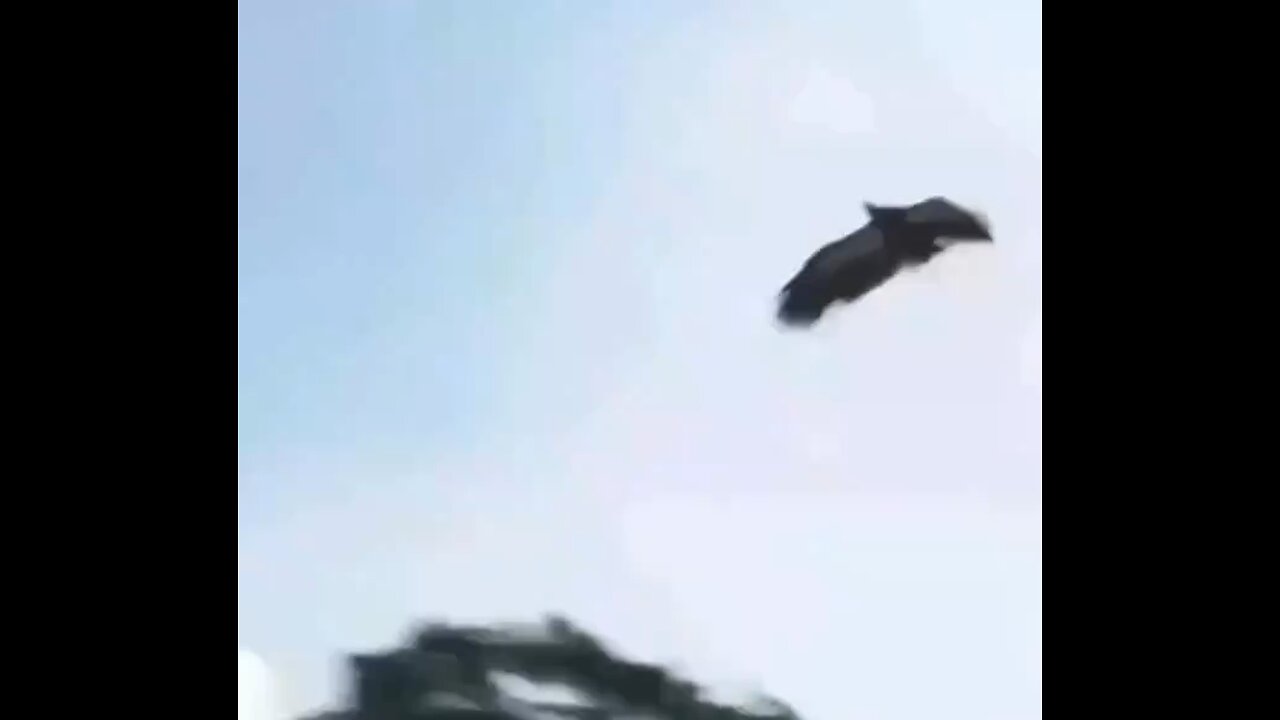 Check out this eagle, it’s trained to neutralize drones in Switzerland