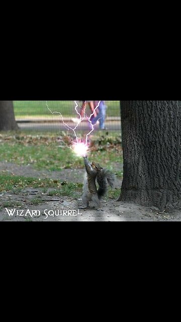 Wizard Squirrel Whisperer