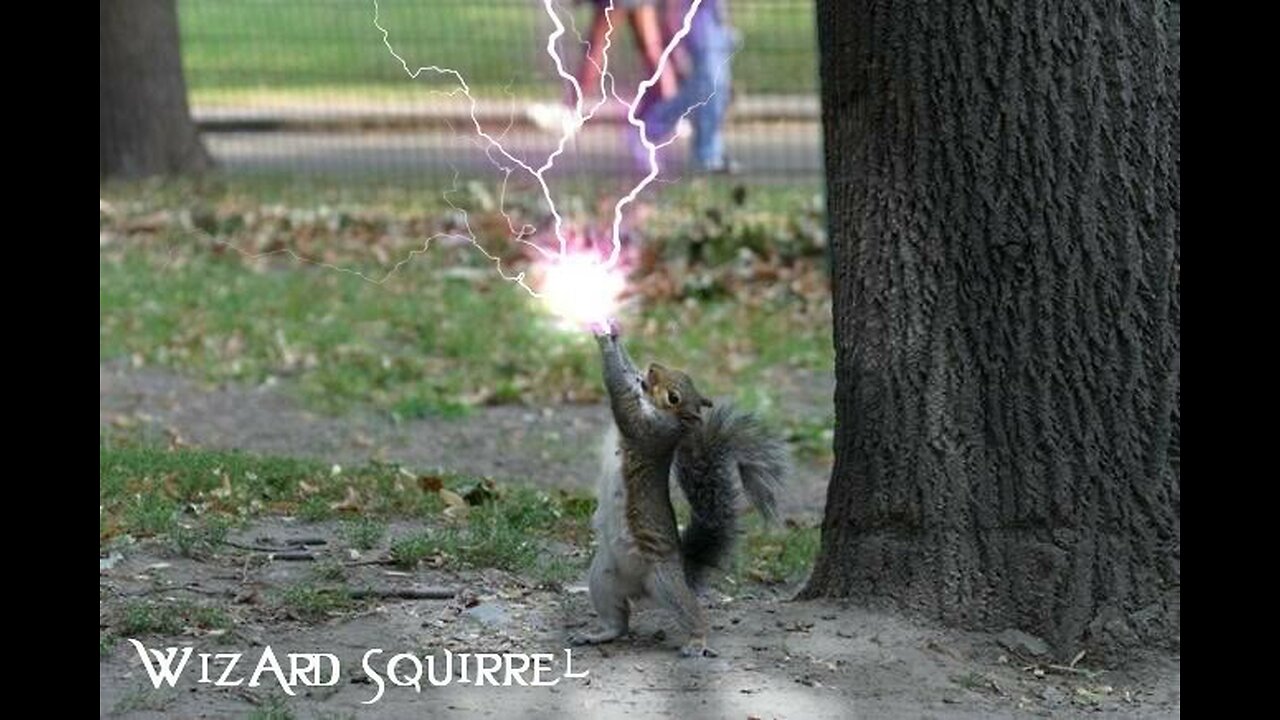 Wizard Squirrel Whisperer