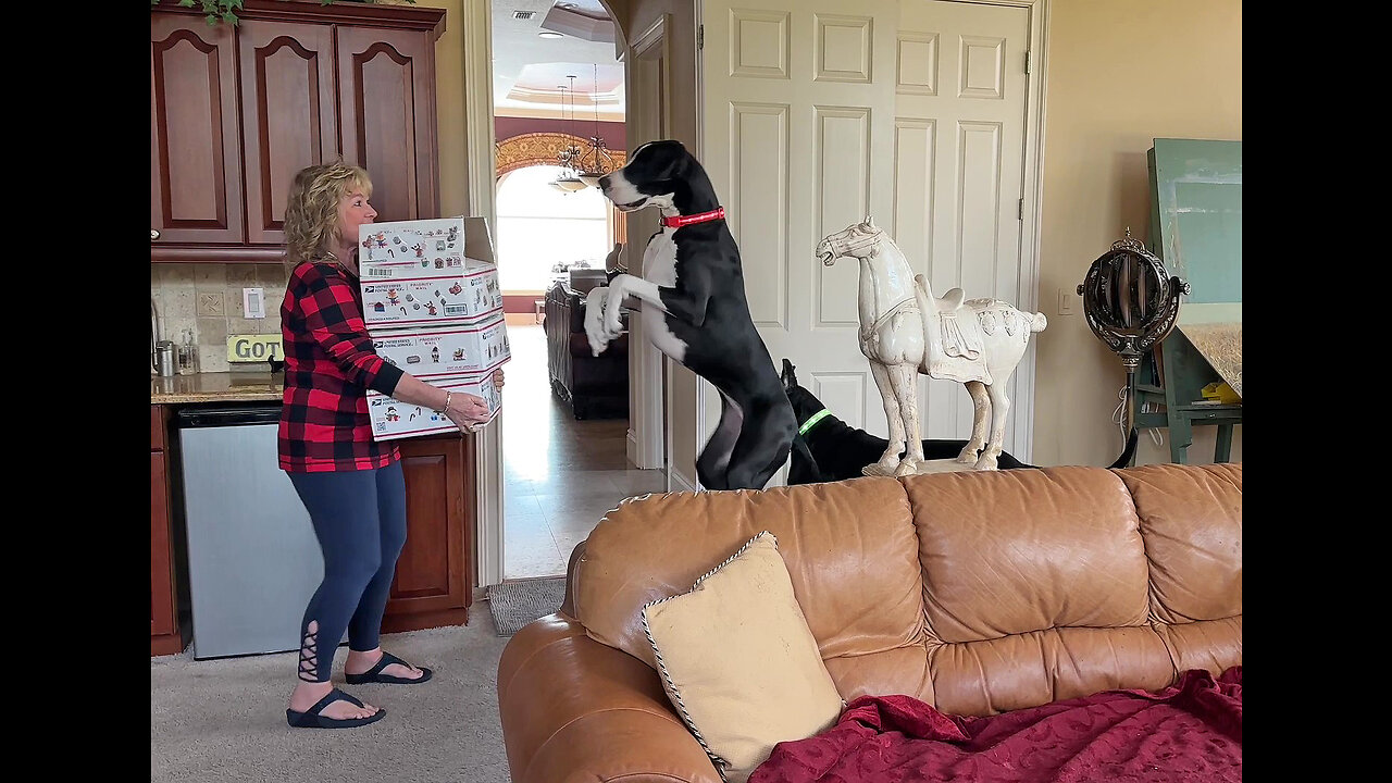 Funny Great Dane Can't Stop Bouncing When She Sees Gift Boxes From Fairy Godmother