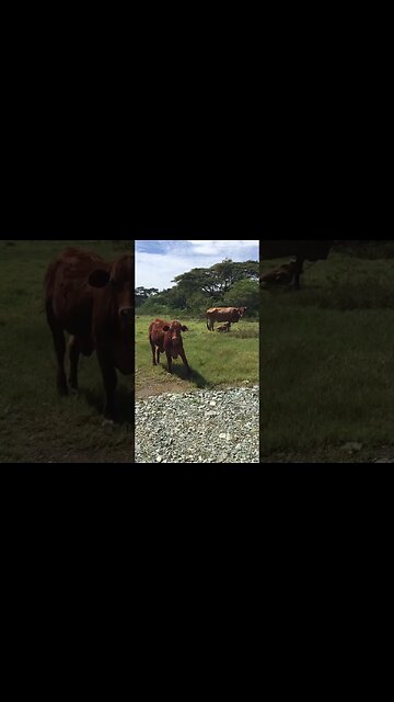 The beef before steak