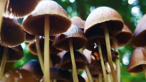 Gesundheit durch Waldbesuche/Waldbaden!? Monolog eines Klugscheißers