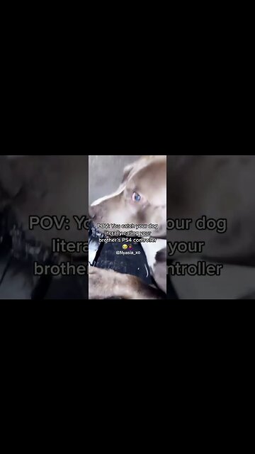 you watch your dog literally eating your ps4 controller 😂 #dog