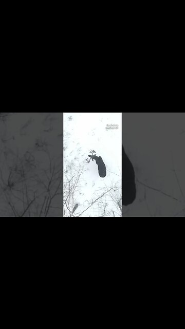 Incredibly Rare Footage of Moose Growth Cycle