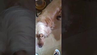 #dogs, #animals , #cachorro , #friend , #pets