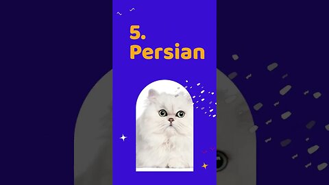 The 10 Cutest Cat Breeds