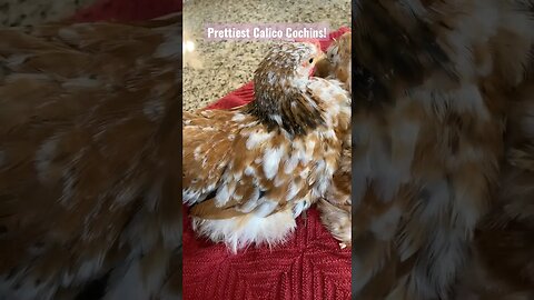 Cutest couple award! #shorts #cuteanimals #funnychickens
