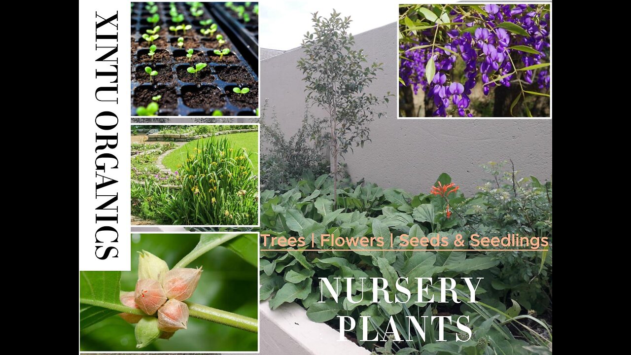 Xintu Organics Nursery