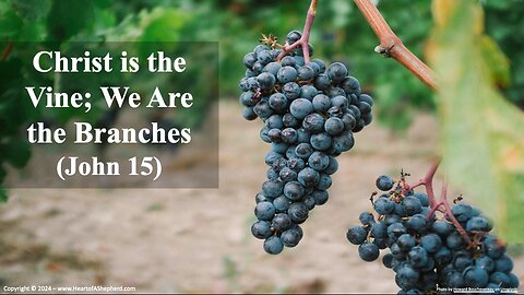Christ is the Vine; We Are the Branches (John 15) -Daily Bible study from www.HeartofAShepherd.com