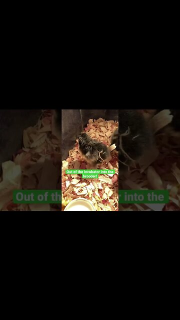 These little peepers moved out of the incubator this morning! #babyanimals #homesteadbabies #shorts