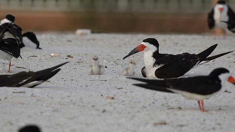 Black Skimmer Nest