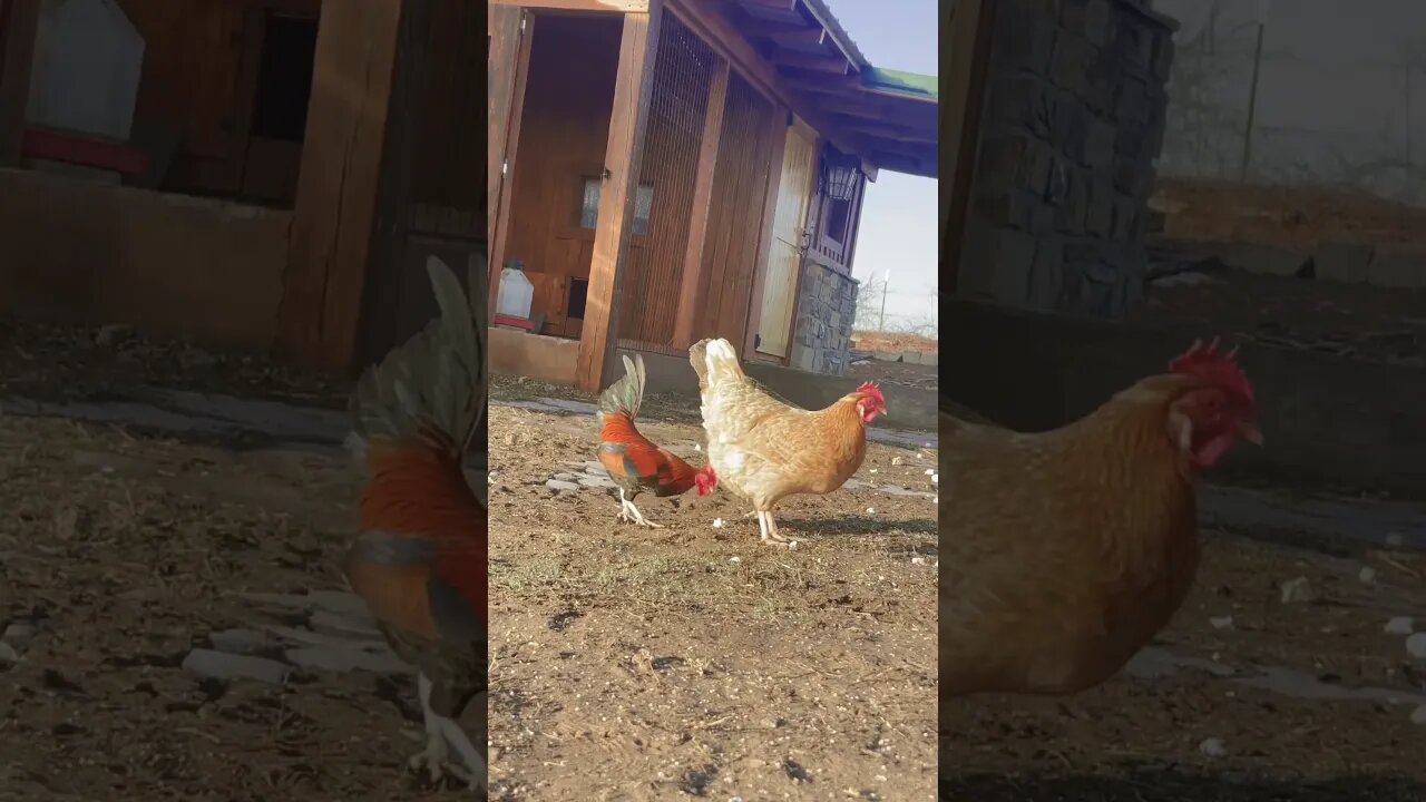 The girls we so happy the ice melted & the sun was shining! Happy day to be a #FreeRangeChicken .